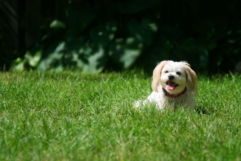 Small white dog laying in grass