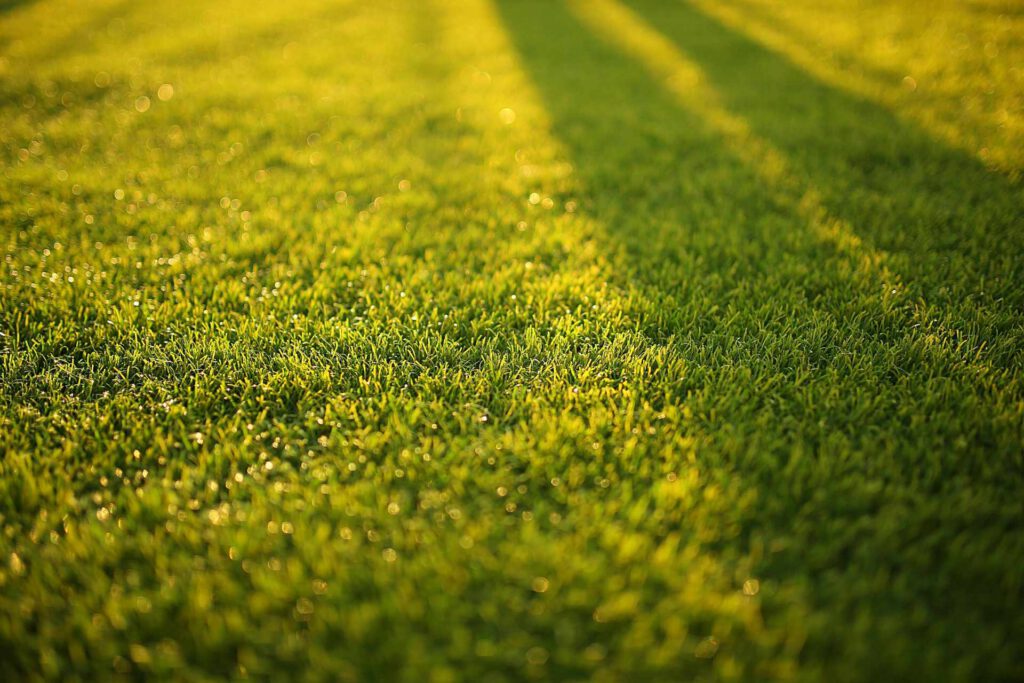 Light green grass that is warmly lit by the sun which casts long shadows across it.